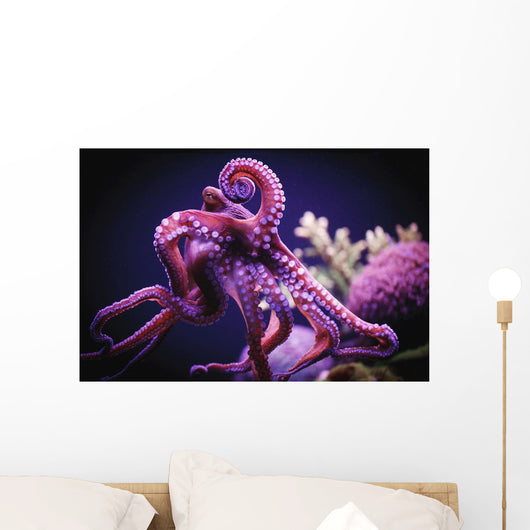 Octopus;Israel Wall Mural
