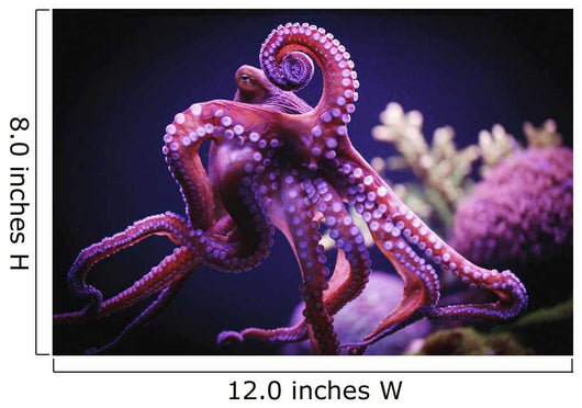 Octopus;Israel Wall Mural