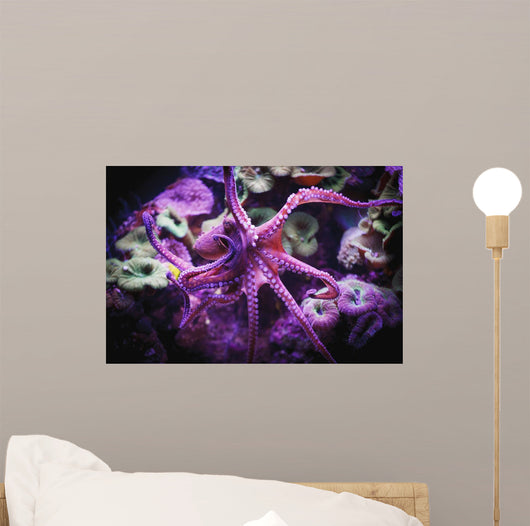 Octopus;Israel Wall Mural