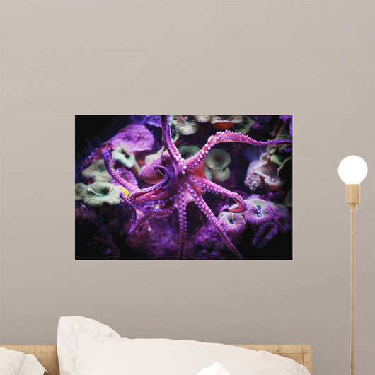 Octopus;Israel Wall Mural
