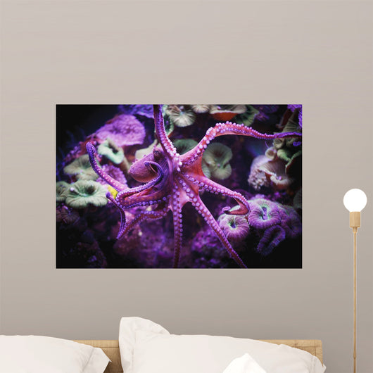 Octopus;Israel Wall Mural