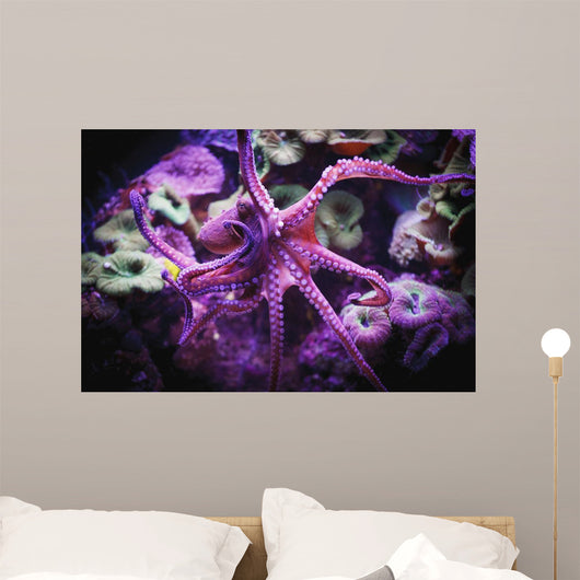 Octopus;Israel Wall Mural