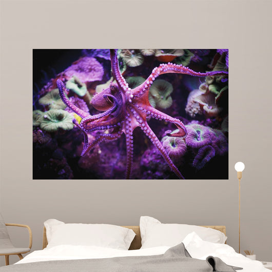 Octopus;Israel Wall Mural