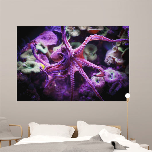 Octopus;Israel Wall Mural
