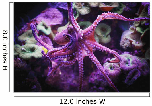 Octopus;Israel Wall Mural