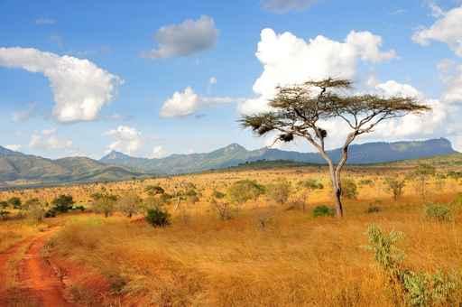Akazie Taita Hills Wall Decal