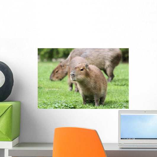 Junges Capybara Wall Mural