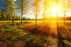 Beautiful landscape with summer forest and sunset Wall Mural