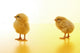 Chicken Wall Mural