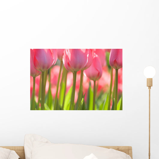 Pink Tulips