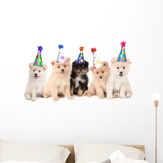 Five Pomeranian Puppies Celebrating a Birthday Wall Decal