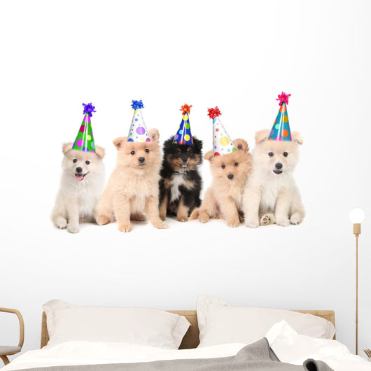 Five Pomeranian Puppies Celebrating a Birthday Wall Decal
