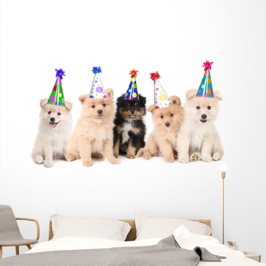 Five Pomeranian Puppies Celebrating a Birthday Wall Decal