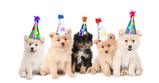 Five Pomeranian Puppies Celebrating a Birthday Wall Decal