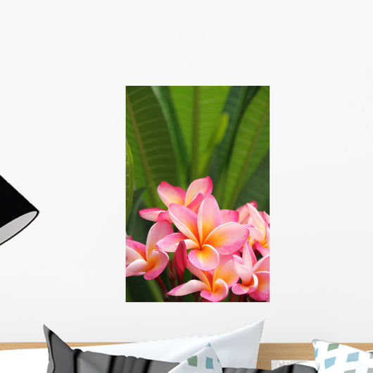 Frangipani
