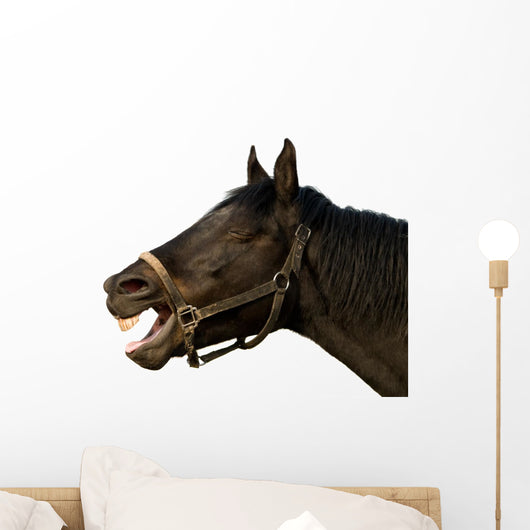 Head of a horse on the isolated background Wall Decal