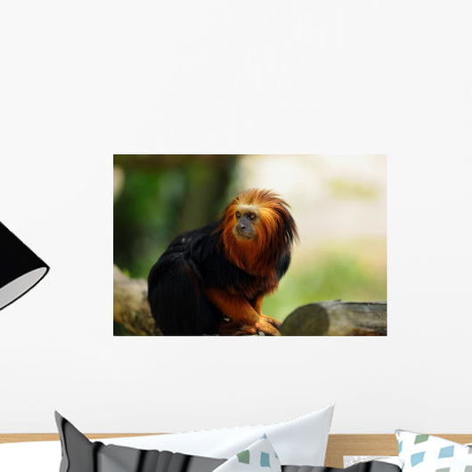 Tamarin Lion Tte Dore