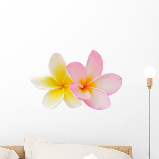 Two Frangipani Flowers Isolated on White Wall Decal