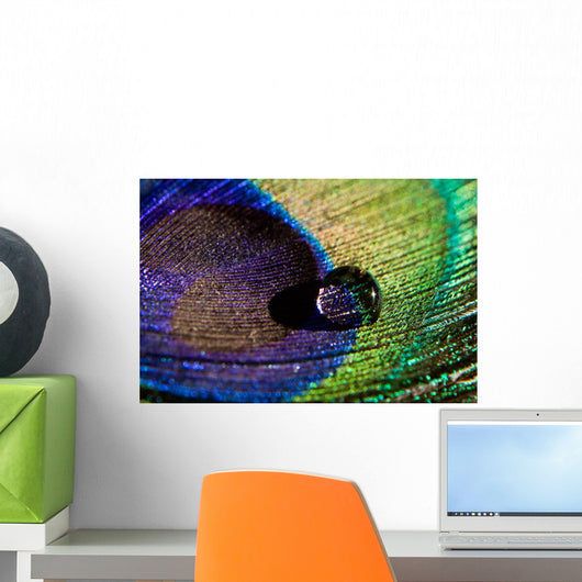 Water Drop on Peacock Feather Wall Mural