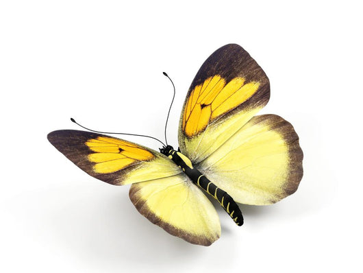 Butterfly - 3d render illustration on white background. Wall Decal