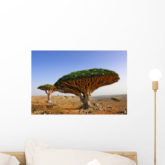 Dragon blood tree Wall Mural