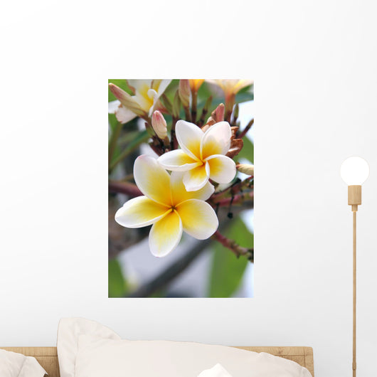 Frangipani