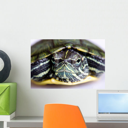 Red-eared Slider Wall Mural