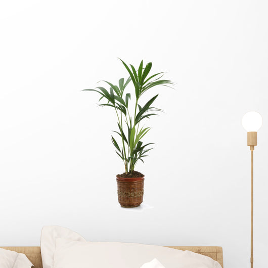 Ornamental Plants over White