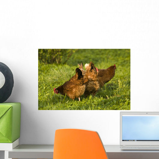 Hen Wall Mural
