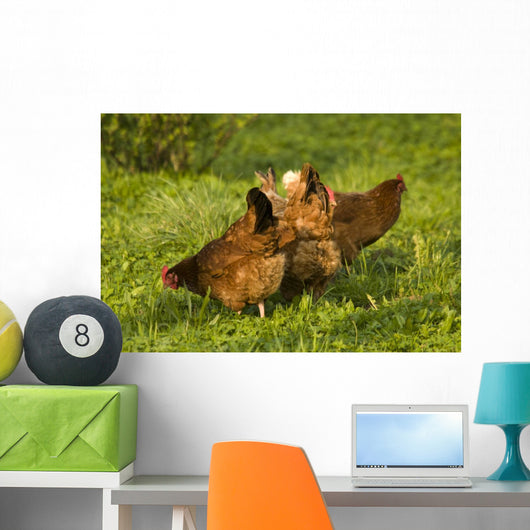 Hen Wall Mural