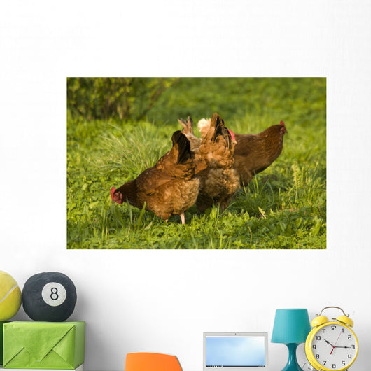 Hen Wall Mural