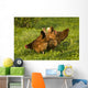 Hen Wall Mural