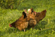 Hen Wall Mural