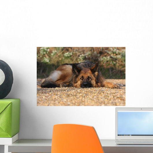 German Shepherd Dog Wall Mural
