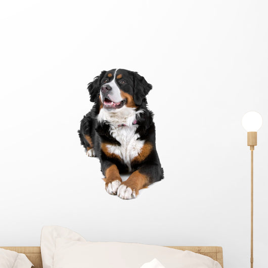 bernese mountain dog Wall Decal