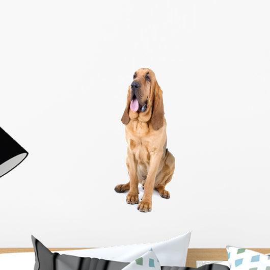 bloodhound dog Wall Decal