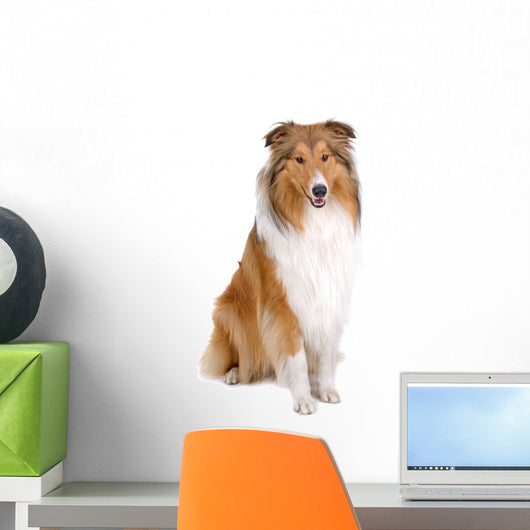 rough collie - scottish shepherd (lassie) Wall Decal