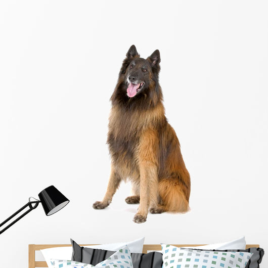 Belgian Shepherd Tervuren Sticking Wall Decal