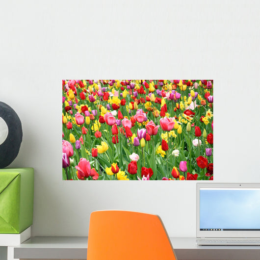 Colorful Tulips