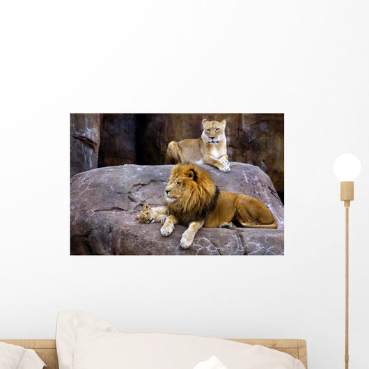 Animal - African Lion Panthera Leo Krugeri Wall Mural