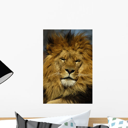 Animal - African Lion Panthera Leo Krugeri Wall Mural