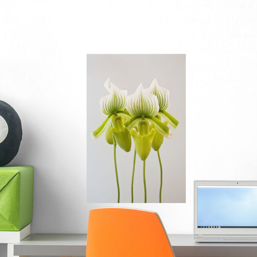 Paphiopedilum maudiae femma;Venlo holland Wall Mural