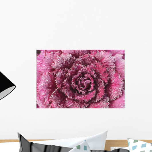 Purple cabbage Wall Mural