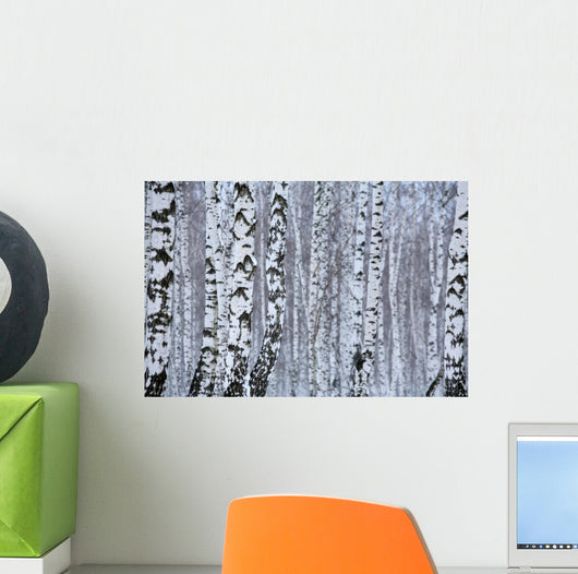 birch wood in winter Wall Mural