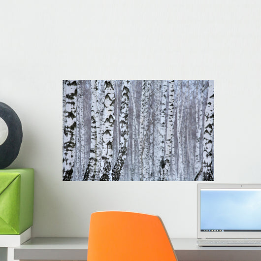 birch wood in winter Wall Mural