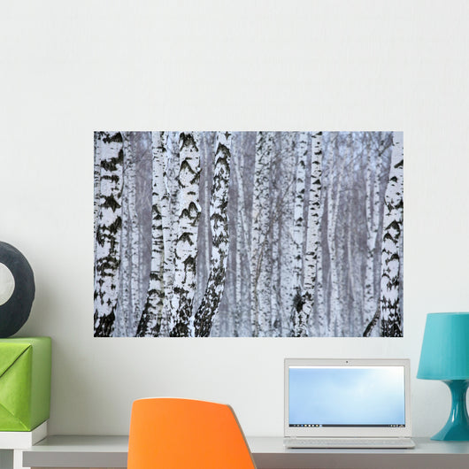 birch wood in winter Wall Mural