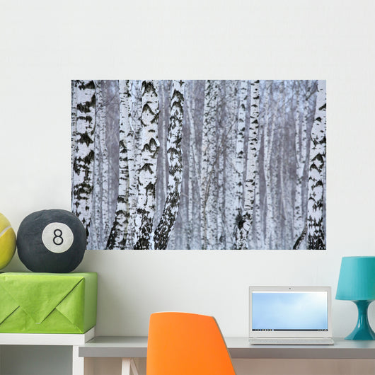 birch wood in winter Wall Mural