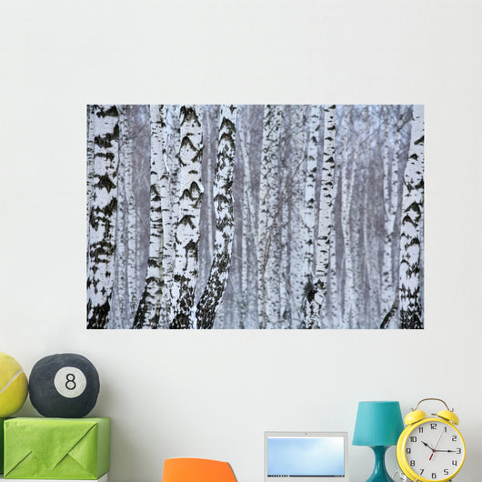 birch wood in winter Wall Mural
