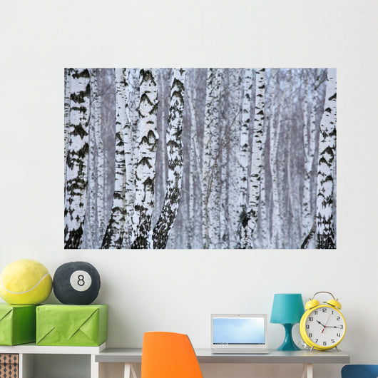 birch wood in winter Wall Mural