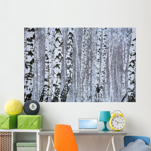 birch wood in winter Wall Mural